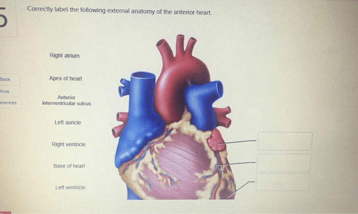 Correctly label the following regions of the external anatomy.