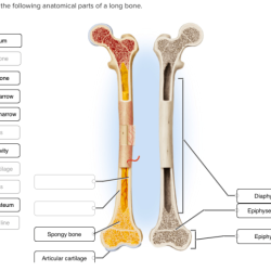 Lateral lobes cerebral hemispheres duke contralateral