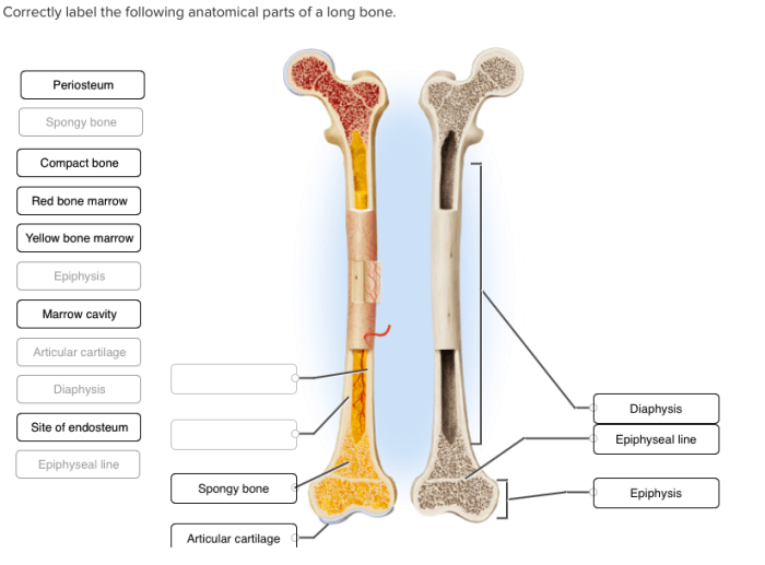 Lateral lobes cerebral hemispheres duke contralateral