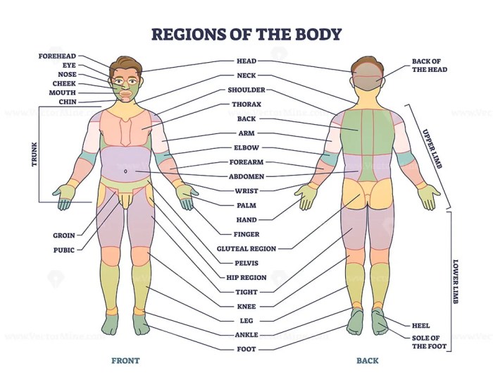 Correctly label the following regions of the external anatomy.