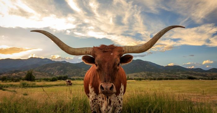 Oklahoma ranch ranches